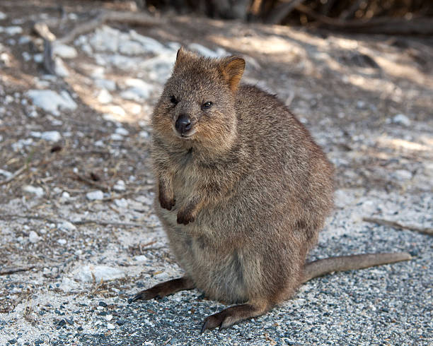 istock Quokkas at Rottnest Island 531569179