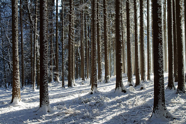 Snowy trees in the winter forest