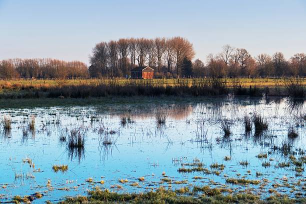 Flooded meadow in a nature reserve , called the Mispeldonk, located near Mechelen,Belgium.