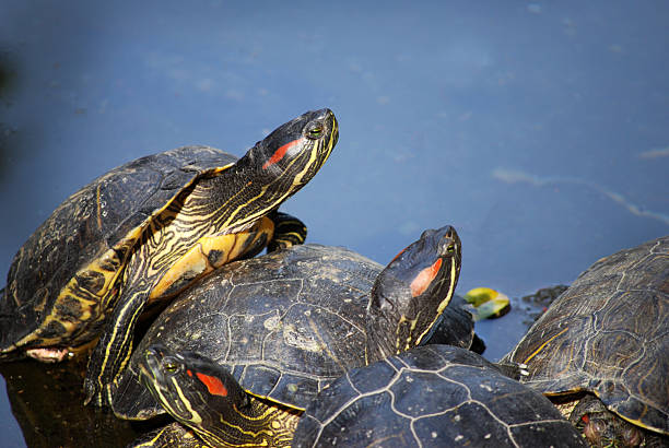 turtle many red-eared sliders. coahuilan red eared turtle stock pictures, royalty-free photos & images