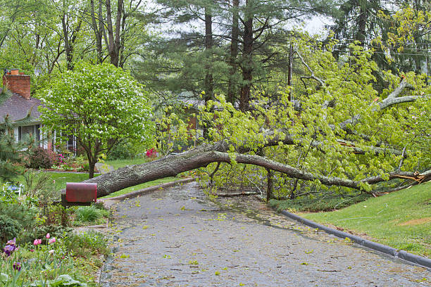 istock Weather Topples an Oak Tree Across the Road 531570351