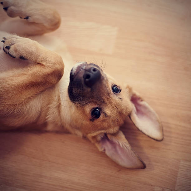 istock Portrait of an amusing puppy. 531570355