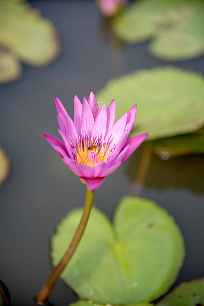 istock Little Bee, Big Lotus 531571025