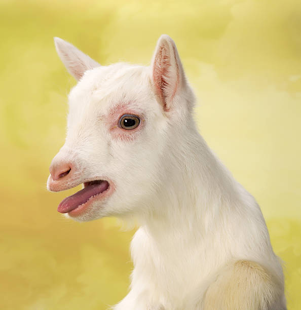 bêlement bébé lait de chèvre - belement photos et images de collection