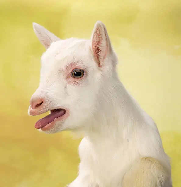 Newborn white baby milk goat bleating loudly