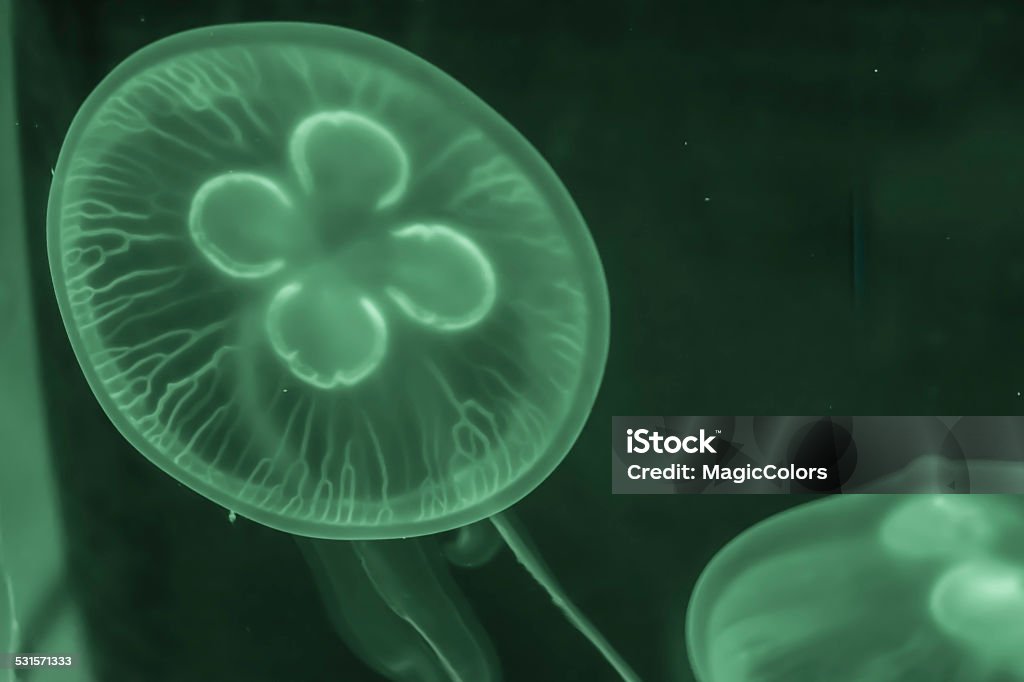 Jelly Fish Moon Jellyfish Stock Photo