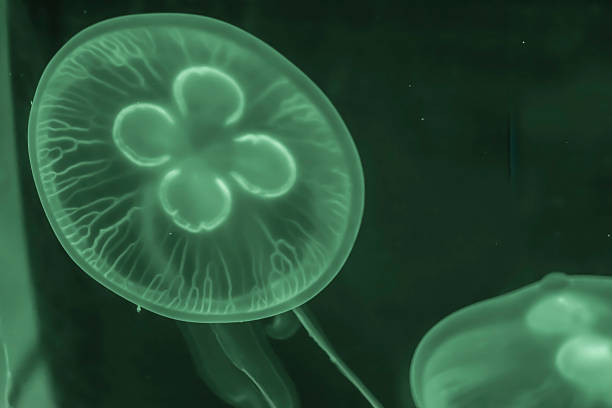 galaretka fish - white spotted jellyfish obrazy zdjęcia i obrazy z banku zdjęć