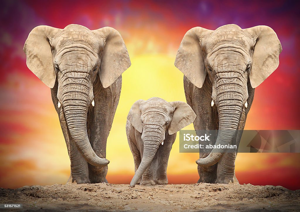 African elephants. African elephant family on the road. 2015 Stock Photo