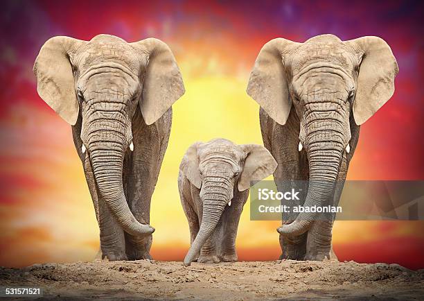 African Elephants Stock Photo - Download Image Now - 2015, Africa, African Elephant