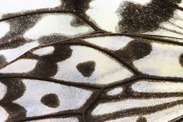 istock Closeup of a Large Tree Nymphs butterfly wing 531571779