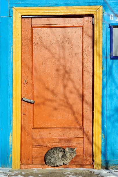 istock Furry cat near bright painted door in winter 531572905