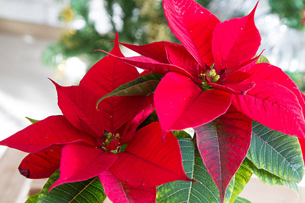 bellissimo stella di natale primo piano - poinsettia foto e immagini stock