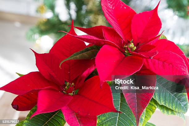 Beautiful Poinsettia Close Up Stock Photo - Download Image Now - Poinsettia, Christmas, Red