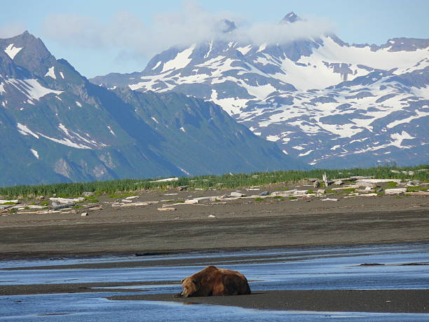 dormir grizzly bear em hallo bay, katmai np, alasca - katmai national park imagens e fotografias de stock