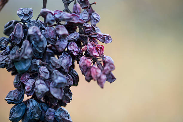 rosso secco uve di ritardo in un vigneto vendemmia europea - dried grape foto e immagini stock