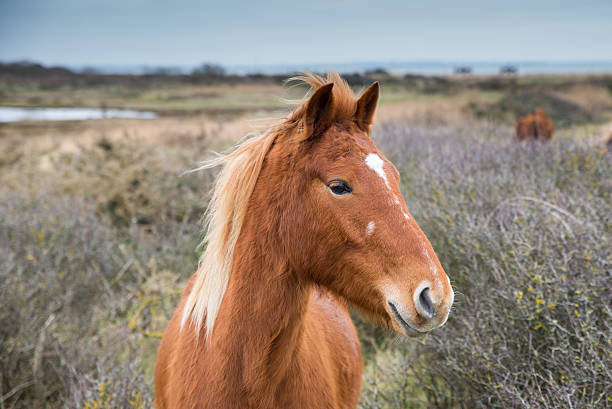 Wild Pony stock photo