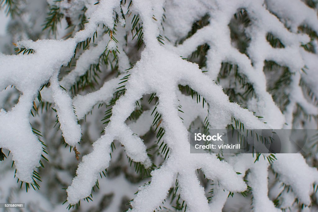 tree under the snow tree under the snow season 2015 Stock Photo