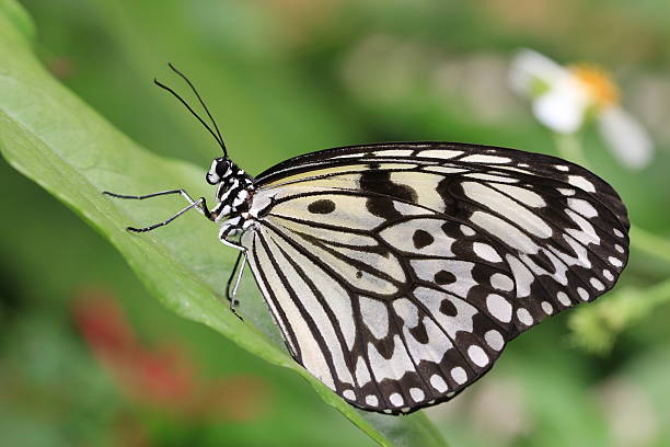 istock Large Tree Nymphs butterfly and green leaf 531581005
