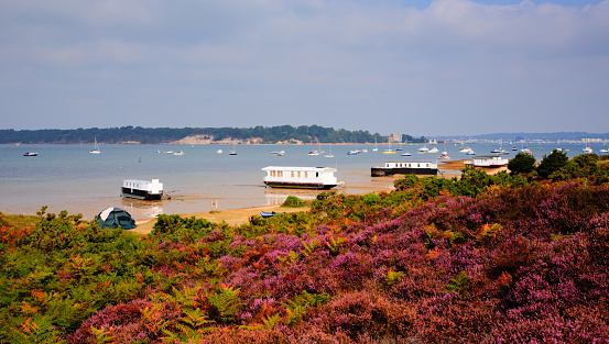 English Purple heather Poole Harbour Dorset England UK