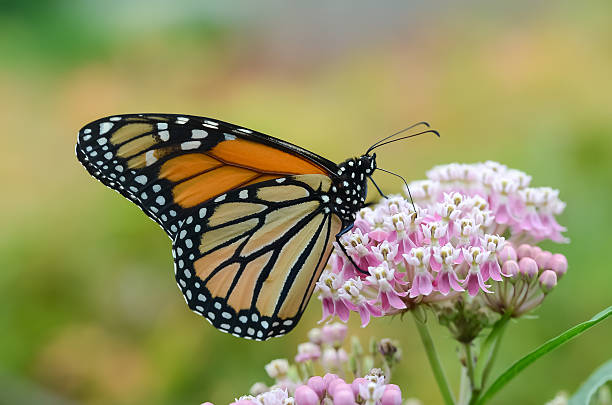 Monarch Butterfly on Butterfly Weed