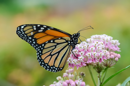 A Monarch butterfly and Asclepias tuberosa photographed in a pollinator-friendly garden.