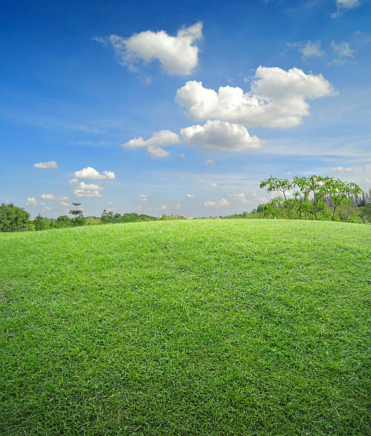 istock Field of green grass and sky 531583887