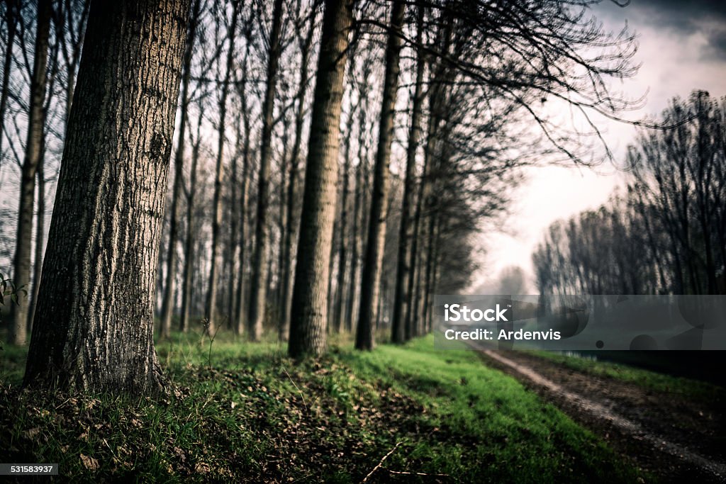 Foresta vicino a un sentiero, atmosfera scuro - Foto stock royalty-free di 2015