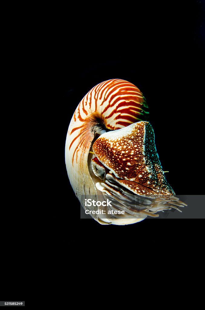 Shell A Nautilus in Palau 2015 Stock Photo