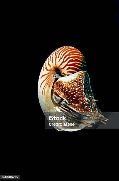 Shell Stock Photo - Download Image Now - 2015, Animal, Animal Shell