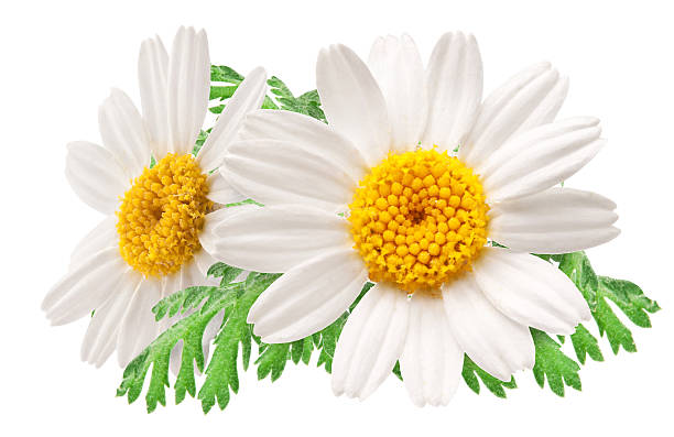 istock Beautiful camomiles on white background. 531585927