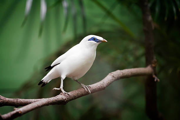 Myna Bird Mynah - Free photo on Pixabay