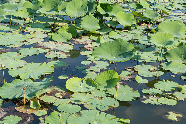 istock Beautiful Lotus farm in Thailand 531593829