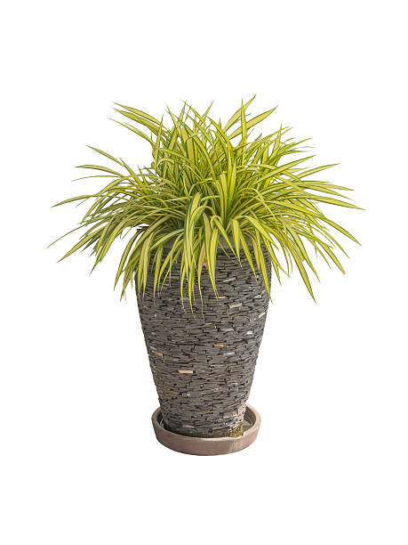 istock Decorative plant in flowerpot. Isolated 531593915