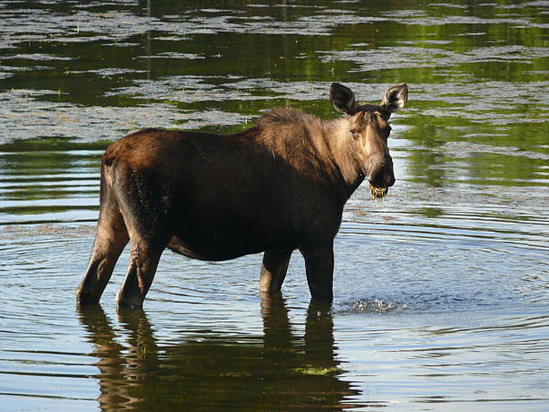 istock Moose in a Pond in Alaska 531594623