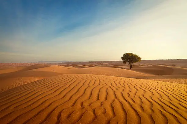 lonely tree and waves of sand in the wahiba sands desert of oman.