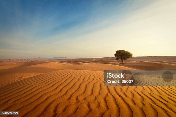 Lonely Дерево В Пустыне Омана — стоковые фотографии и другие картинки Пустыня - Пустыня, Оман, Оазис