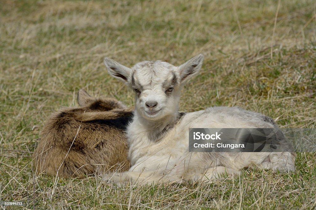 Two cute goatlings outdoors 2015 Stock Photo