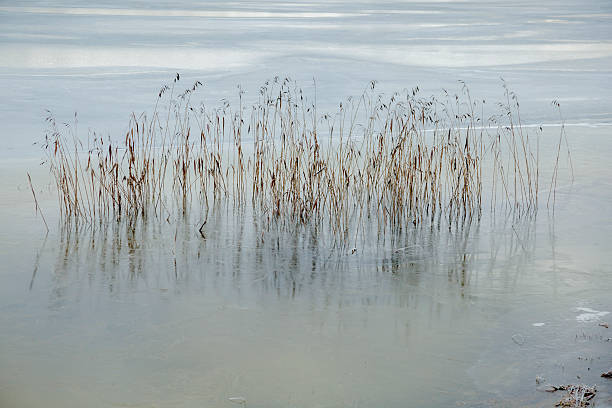 istock Reeds  in a frozen lake. 531595137