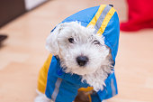Cute little Bichon puppy with raincoat
