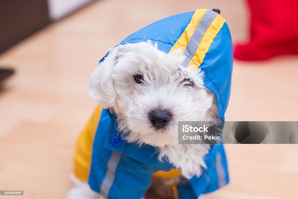 Cute little Bichon puppy with raincoat Cute little Bichon puppy with raincoat. Dog Suit Stock Photo