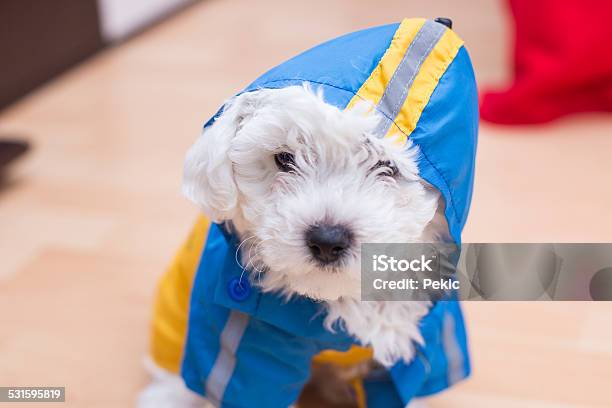 Cute Little Bichon Puppy With Raincoat Stock Photo - Download Image Now - Dog Suit, 2015, Animal