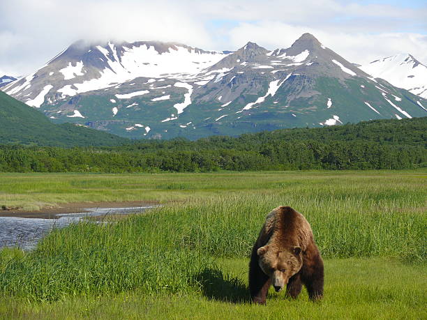 istock Big brown bear boar in Katmai NP, Alaska 531596083