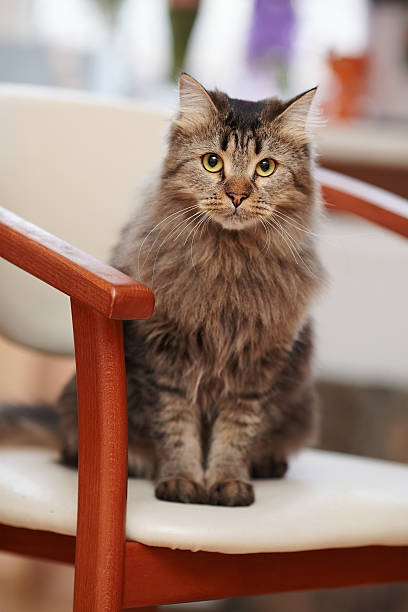 istock Striped fluffy cat sits on a chair 531597705