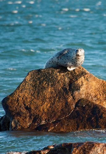 Atlantic seal basking in the morning sun near Block Island, Rhode Island, USA.