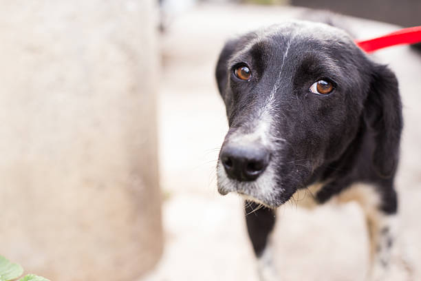 istock Sad homeless street dog 531598071