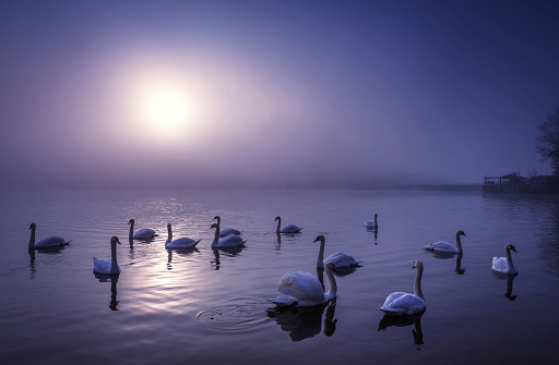 Group of swans swimming on the lake at moonlight.