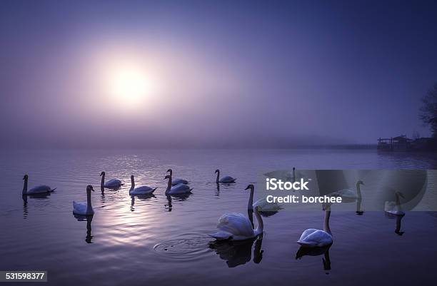 Swans On The Moonlight Lake Stock Photo - Download Image Now - Swan, Lake, Fog