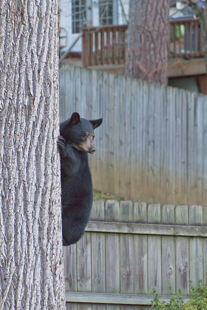 istock Black Bear Up a Neighborhood Tree 531599147