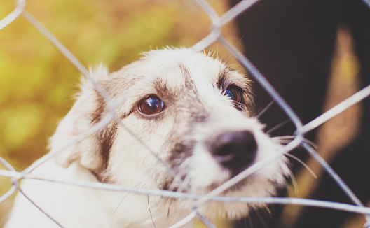 Homeless dog behind bars in an animal shelter.