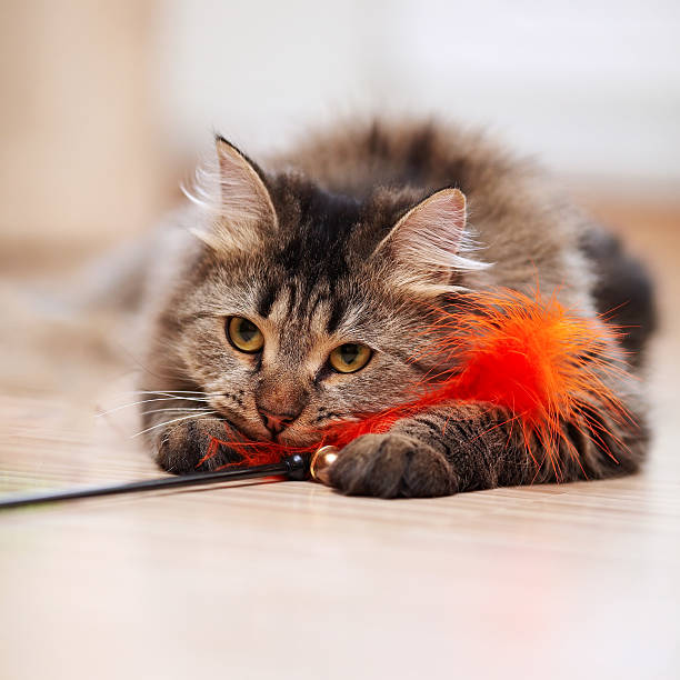 istock Portrait of a fluffy striped cat. 531600189